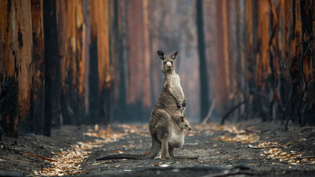 Canadian photographer Jo-Anne McArthur Hope's image titled - Hope in a Burned Plantation - was the Grand Prize winner of the 2021 Big Picture Competition with her image of a kangaroo that had paused in the middle of a burned eucalyptus plantation during the Australian bushfires of 2019 and 2020.