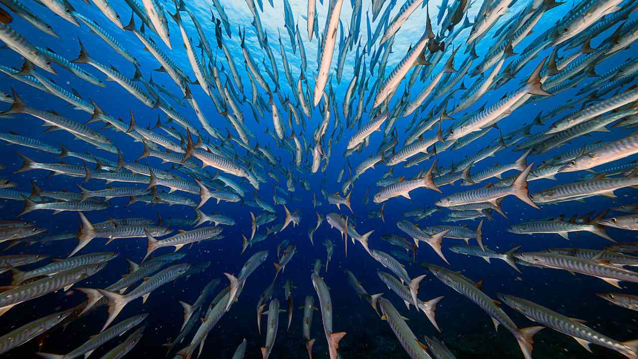 Vietnamese photographer Yung-Sen Wu and his image titled Barracuda were the winner of the Aquatic life category, where he was able to finally capture a fish-eye view of the battery of barracuda swimming in the Blue Corner.