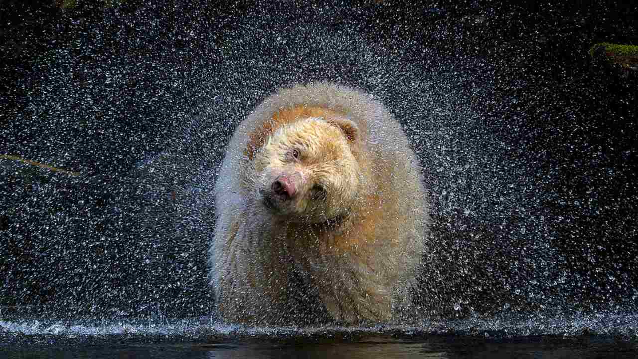 The winner of the Terrestrial Wildlife category was wildlife Canadian photographer Michelle Valberg and her image titled 'Boss' that captures a spirit bear, one of a few hundred white bears. The image was captured mid-head shake after he was searching for salmon roe in a river