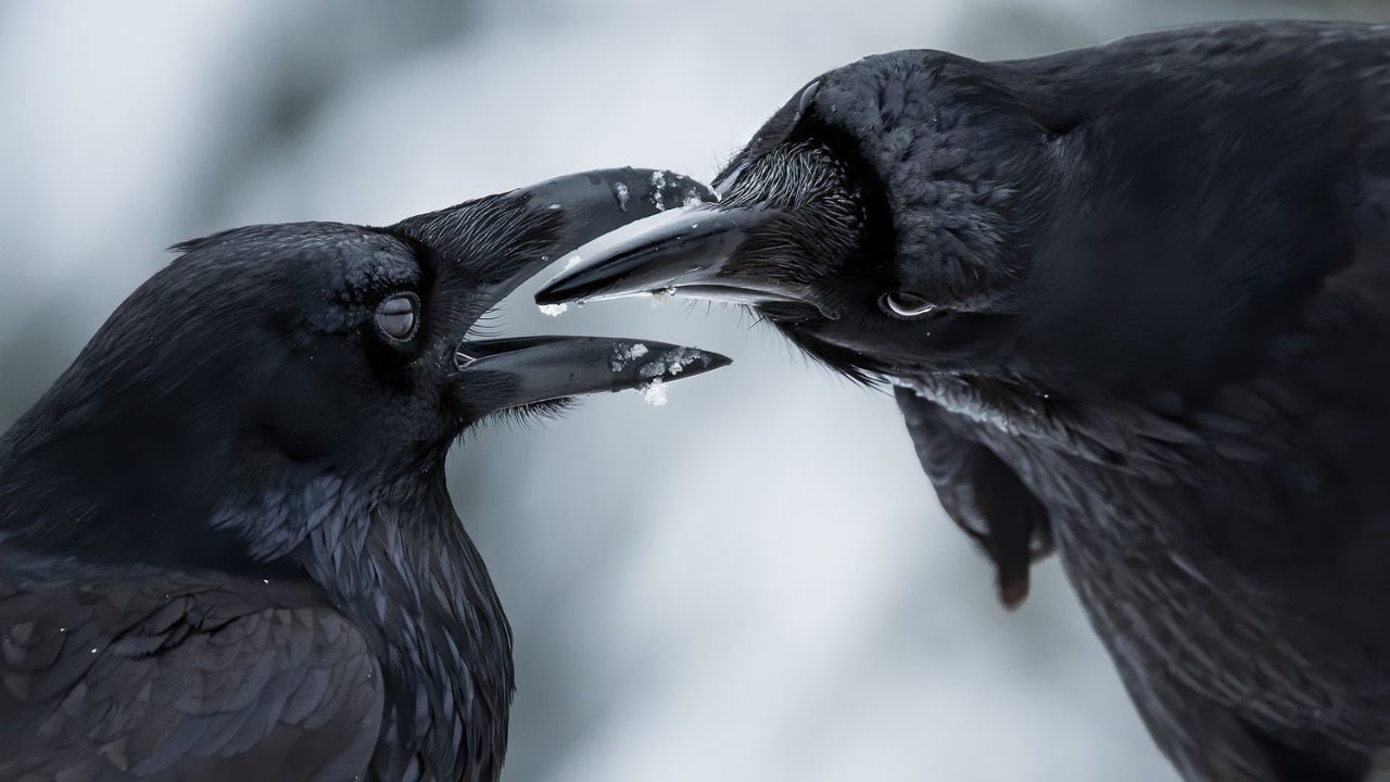 Self-taught photographer Shane Kalyn won the Winged Life category with his image titled 'Beak to Beak' that captures two ravens inspecting the other's beaks after they were done preening each other's feathers.