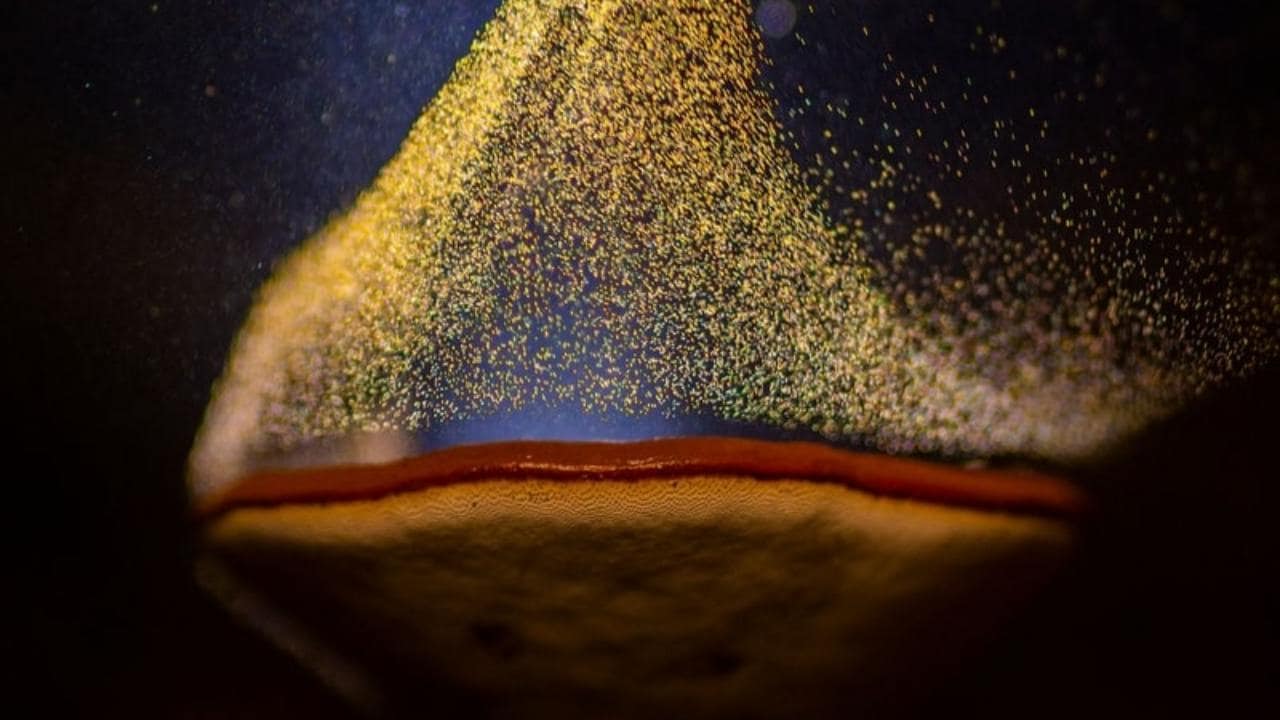 Indian nature and wildlife photographer Sarang Naik captured a wild mushroom growing around his house after illuminating it with a flashlight. His picture titled 'The Goblet of Fire' won in the Art of nature category.