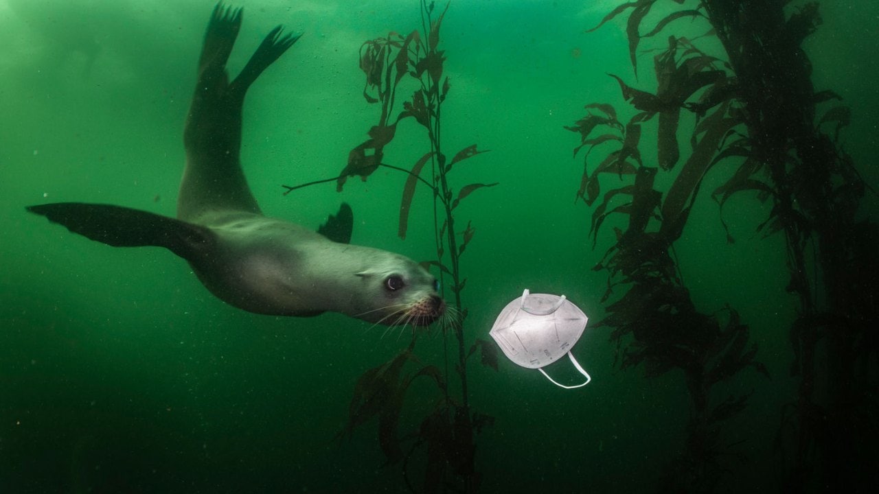 American Ralph Pace is an environmental activist and photographer and his picture titled 'Sign of the Tides' won him the Human/Nature category. In November 2020, for the first time, he saw a face mask in the ocean and here you can see that a discarded face mask, in the shape of a sea turtle, attracted the attention of a curious California sea lion.