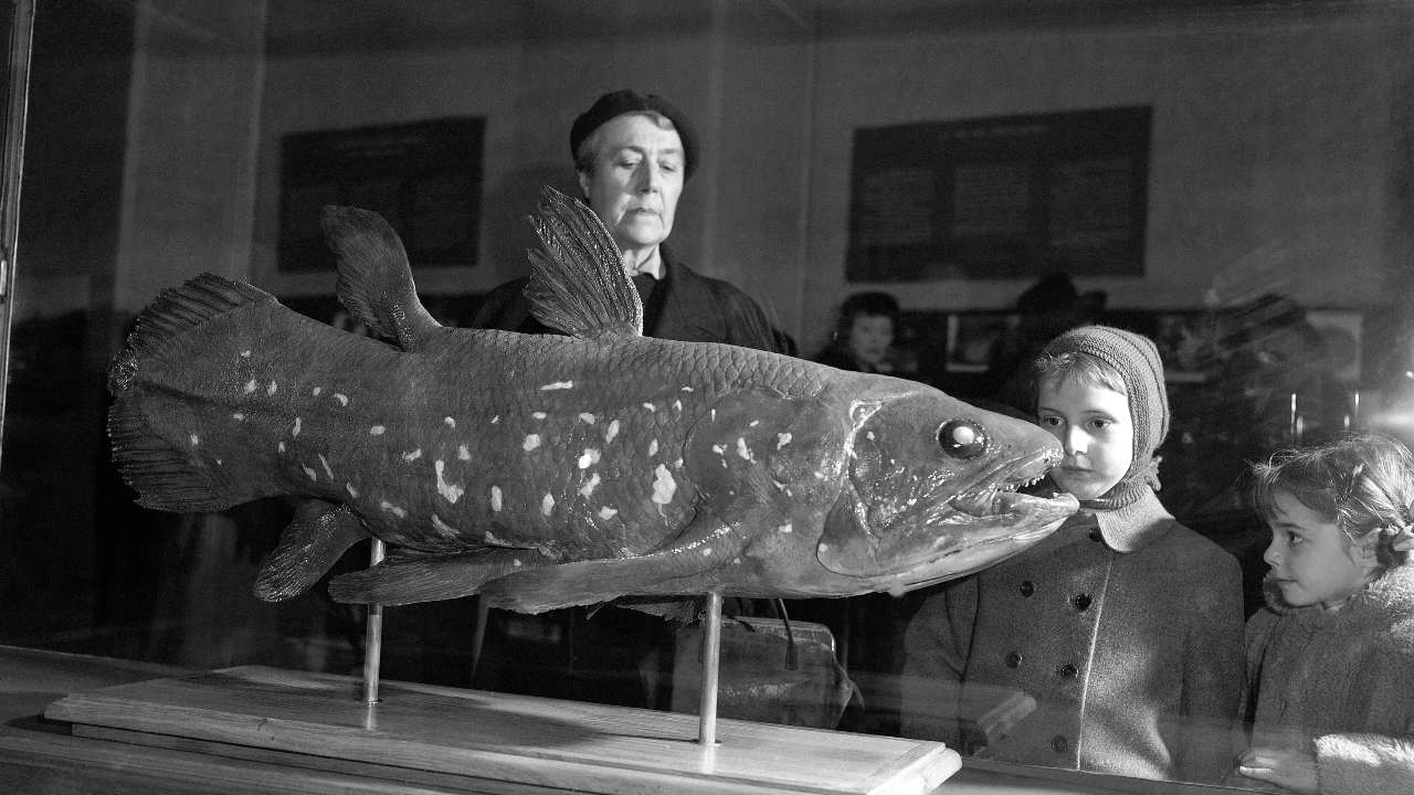 This is a file photo from 1954 that shows visitors to the Natural History Museum in Paris look at a coelacanth exhibit. Image credit: AP Photo/Pierre Godot