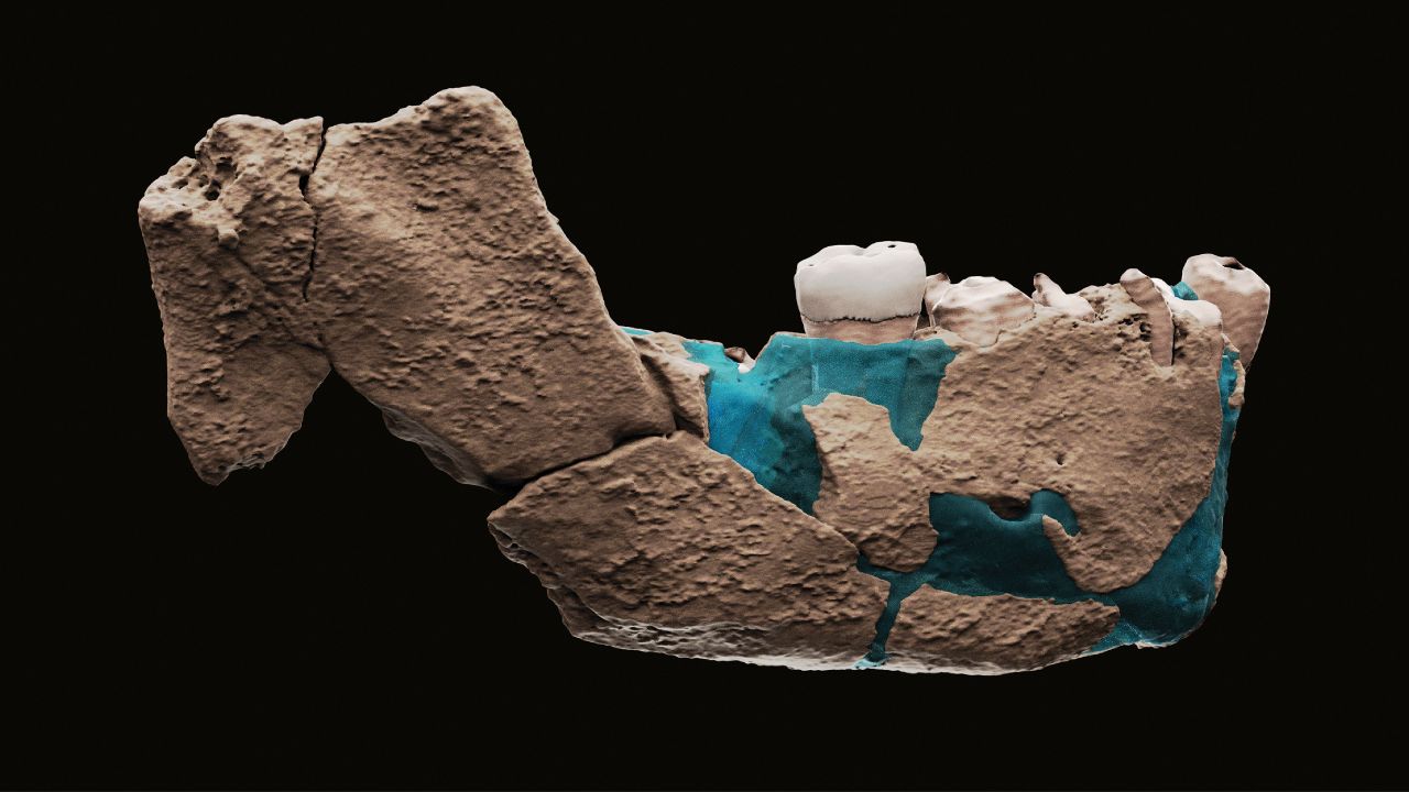 Virtual reconstruction of the Nesher Ramla mandible. [Credit: Ariel Pokhojaev, Sackler Faculty of Medicine, Tel Aviv University]