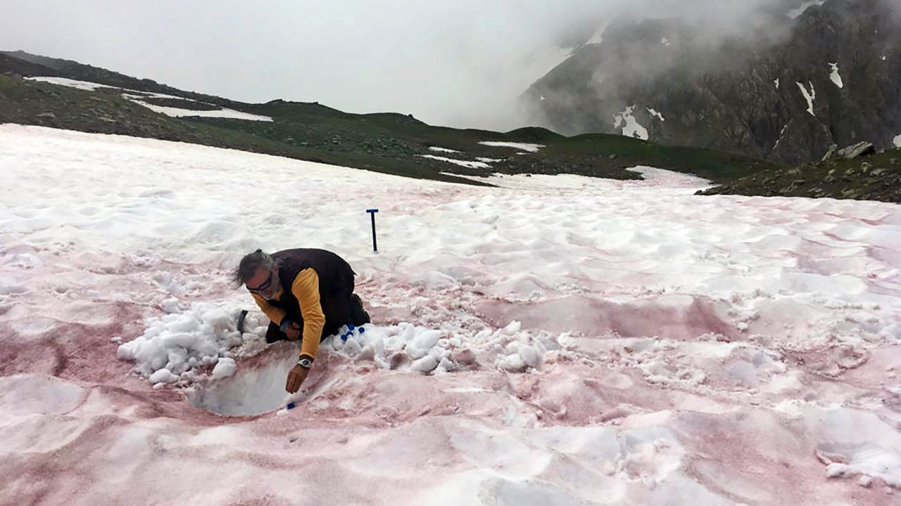 An undated handout photo shows a researcher sampling red-colored snow in the Alps. Researchers are starting to investigate the species that drive alpine algal blooms to better understand their causes and effects. (Jean-Gabriel/Valaey/Jardin du Lautaret/UGA/CNRS/ALPALGA via The New York Times) -- NO SALES; FOR EDITORIAL USE ONLY WITH NYT STORY SLUGGED IRED SNOW ALGAE BY CARA GIAIMO FOR JUNE 11, 2021. ALL OTHER USE PROHIBITED. -- 