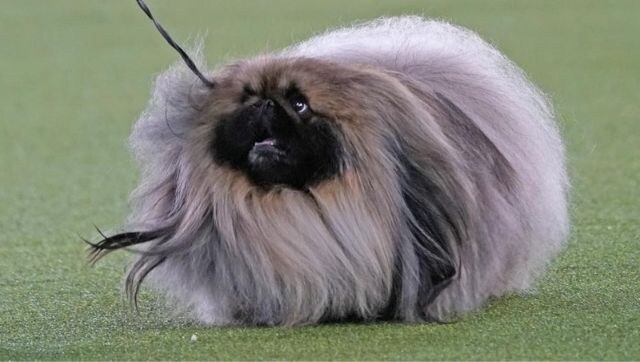 Wasabi, the Pekingese, wins Best in Show at the prestigious Westminster Kennel Club competition