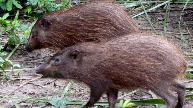 Indian conservationists release a dozen of the world's smallest pygmy hogs into the wild Indian conservationists release a dozen of the world's smallest pygmy hogs into the wild