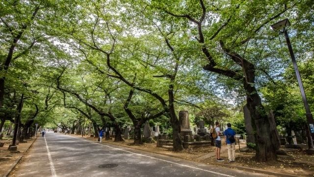 Japanese 'tree burials' gain popularity across the globe as lack of burial spaces demand change in age-old funeral practices