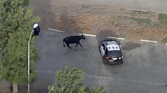 'A little good moos': Songwriter Diane Warren saves escaped cow from slaughter 'A little good moos': Songwriter Diane Warren saves escaped cow from slaughter