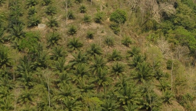 Riddled with environmental concerns, India's palm oil supply chain needs to look at sustainable options
