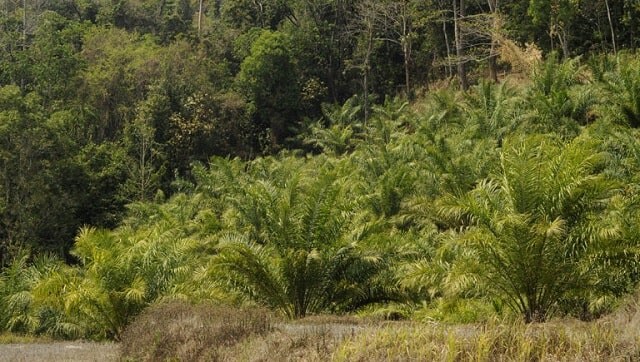 Centre approves Rs 11,040 crore for National Mission to boost palm oil production Centre approves Rs 11,040 crore for National Mission to boost palm oil production