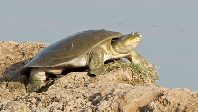 Rich in biodiversity, Haryana's first community reserve suffers due to pollution and delays in restoration work