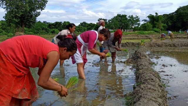 Explained: What is MSP and how prices for Kharif crops changed in last 10 years