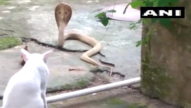 Watch: Brave pet cat stops poisonous snake from entering home in Odisha, clip goes viral