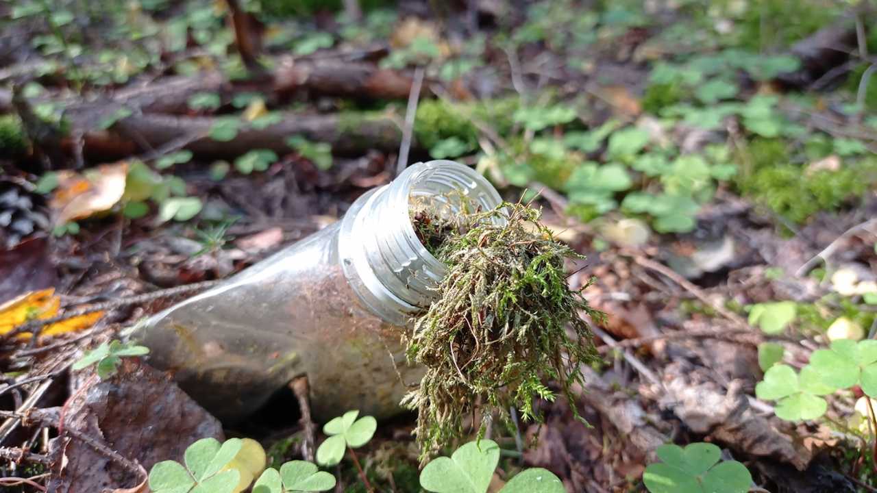 Ever since ancient times, Lithuanian forests have been a place of tranquillity. Now nature is sending us a message, sadly in a plastic bottle. Photo by Jurgita Šukienė (Lithuania)
