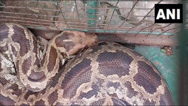 Ten foot python swallows monkey; Gujarat forest officials come to rescue