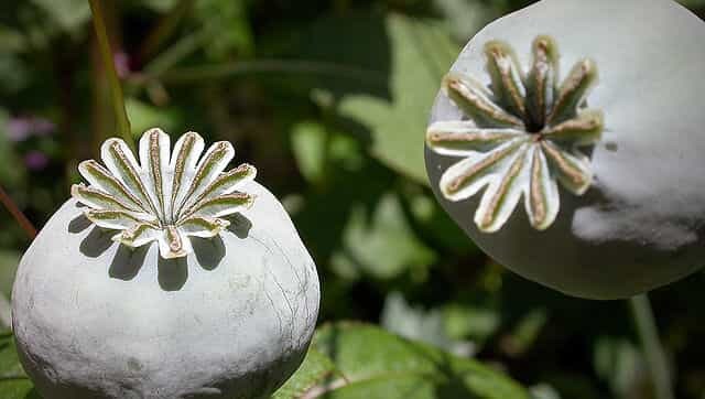 Will Afghanistan's poppy empire blossom under the Taliban rule?