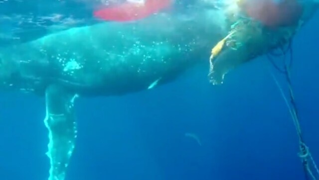Watch: Marine rescuers in Australia fight for two days to free young whale entangled in shark nets