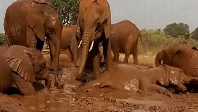Watch: Elephants enjoy bathing in muddy water; netizens comment on remarkable 'pool party' Watch: Elephants enjoy bathing in muddy water; netizens comment on remarkable 'pool party'