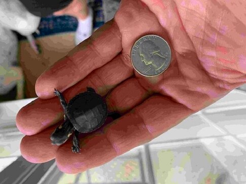 Heroic scientist performs C-section on dead turtle to save eggs; babies hatch after two months