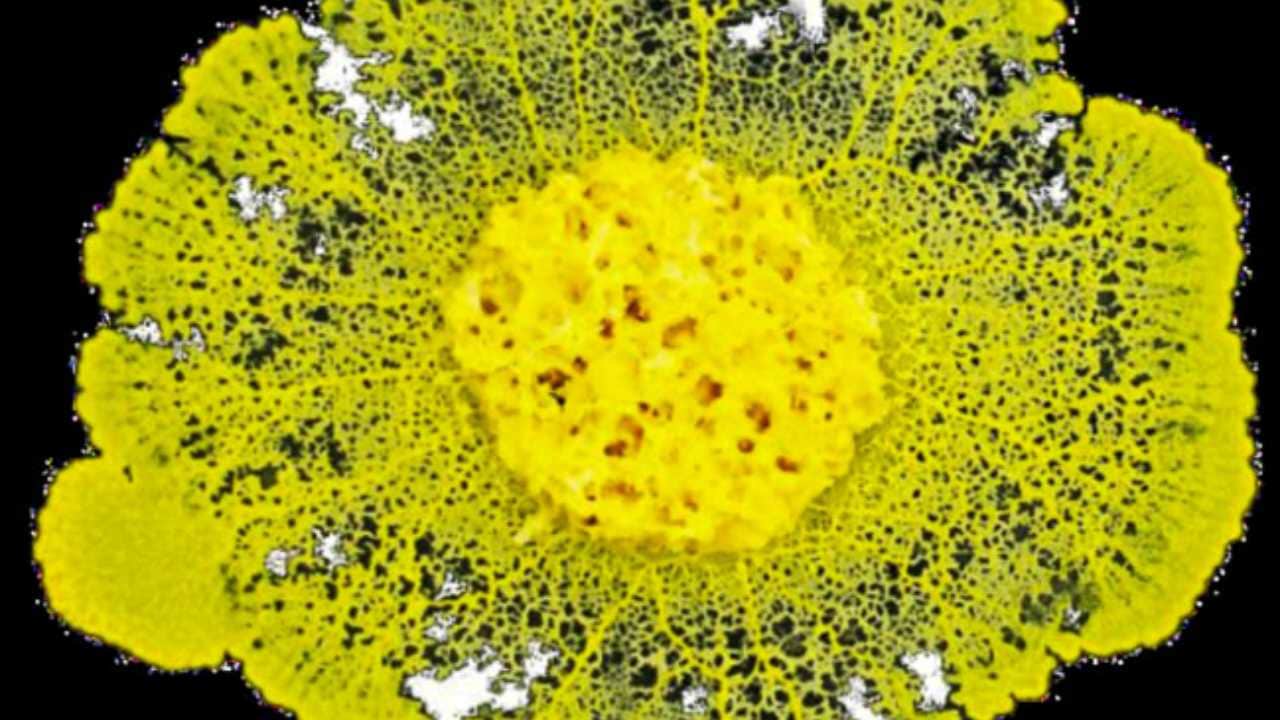 The slime mould first appeared on Earth around 500 million years ago, and defies conventional biology because it is made up of one cell with multiple nuclei. Image credit: CNES