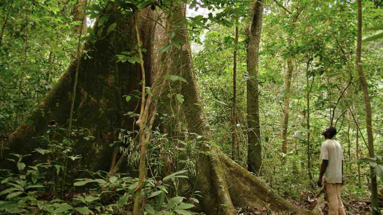 Fra Brasil til Indonesia, blir trær felt for å gi plass til jordbruk.  Men bildet er annerledes i Gabon, som bevarte sitt skogsystem som dekker nesten 90 prosent av territoriet og sprer seg utover Kongo -bassenget.  Bildekreditt: Flickr/Axel Rouvin