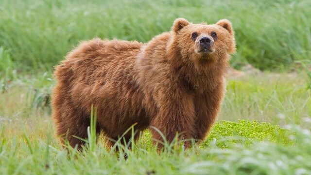 Watch: Giant bear caught shoplifting from convenience store