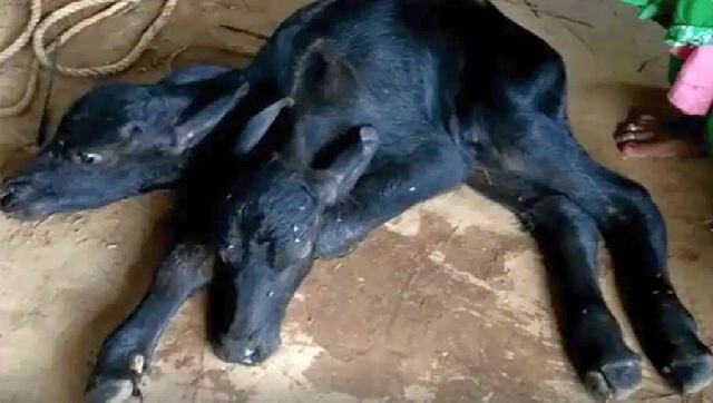 Two-headed calf born in Rajasthan's Dhoplur, villagers flock to see rarity