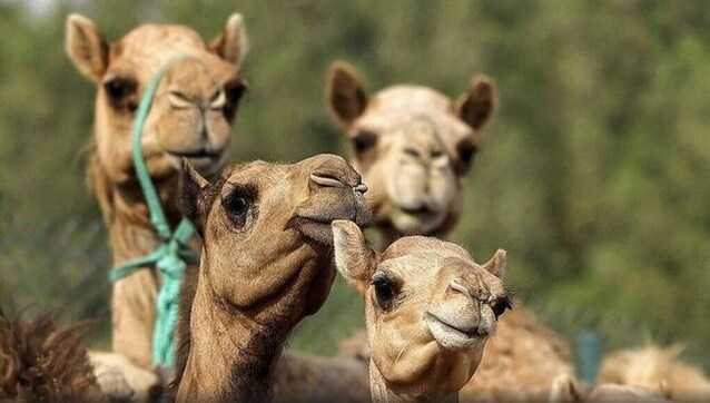 Camel beauty pageants fuel demand for cloning in United Arab Emirates Camel beauty pageants fuel demand for cloning in United Arab Emirates