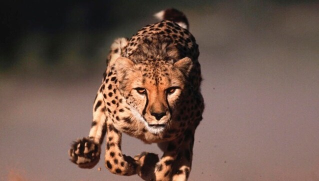 Spot them again soon: Plans to introduce cheetahs from Africa Hasten, first one to be here by August Spot them again soon: Plans to introduce cheetahs from Africa Hasten, first one to be here by August