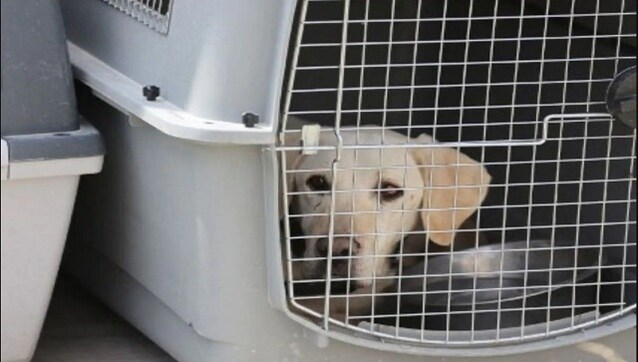 Dozens of dogs left behind during chaotic US evacuation find new home, handlers Dozens of dogs left behind during chaotic US evacuation find new home, handlers