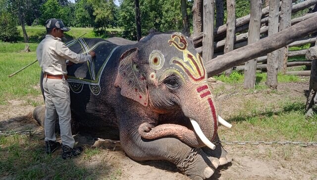 Oil massages, fruit, jaggery: What Bandhavgarh Tiger Reserve's working elephants do on vacation