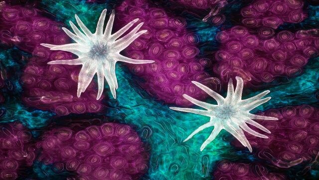 It's no small feat! Winners of Nikon's microphotography contest reveal a hidden world It's no small feat! Winners of Nikon's microphotography contest reveal a hidden world