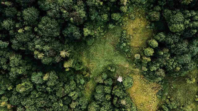 Third of global tree species threatened with extinction due to farming, logging Third of global tree species threatened with extinction due to farming, logging