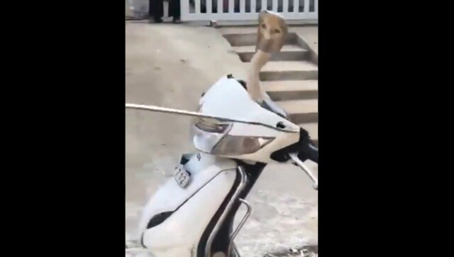 Snake found hiding in scooter, rescued with water container; watch hair-rising video here