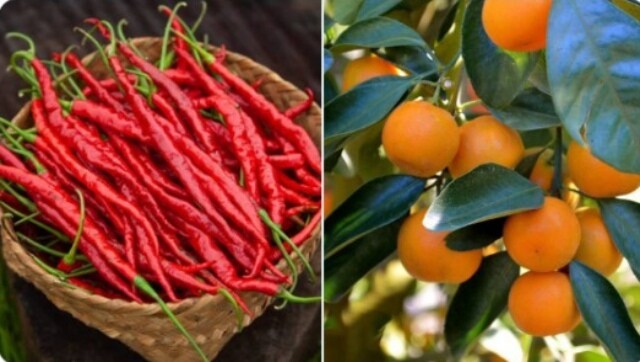 Manipur’s unique Hathei chilli and Tamenglong oranges get GI tag