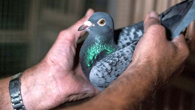 Pigeon on your balcony? Beware, it might be a warning of theft! Pigeon on your balcony? Beware, it might be a warning of theft!