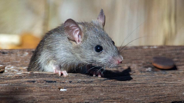 Mice that ate less calories instead of just reducing food intake lived a longer life, finds study Mice that ate less calories instead of just reducing food intake lived a longer life, finds study