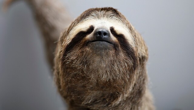 International Sloth Day 2021: Take a break and find out why this slow-moving mammal needs to be celebrated International Sloth Day 2021: Take a break and find out why this slow-moving mammal needs to be celebrated