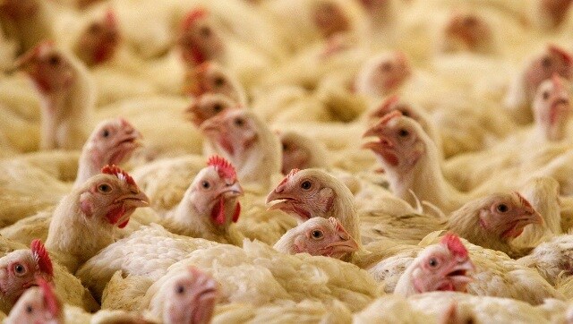 In a bizarre incident, Odisha farm owner files complaint after chickens 'die of shock from loud music' In a bizarre incident, Odisha farm owner files complaint after chickens 'die of shock from loud music'