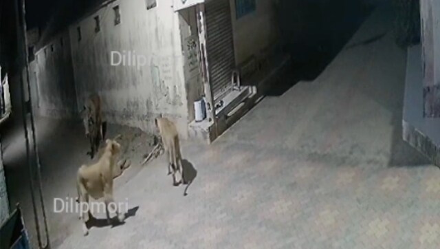 Watch | Bull drives off two lioness in Gujarat village, video goes viral Watch | Bull drives off two lioness in Gujarat village, video goes viral
