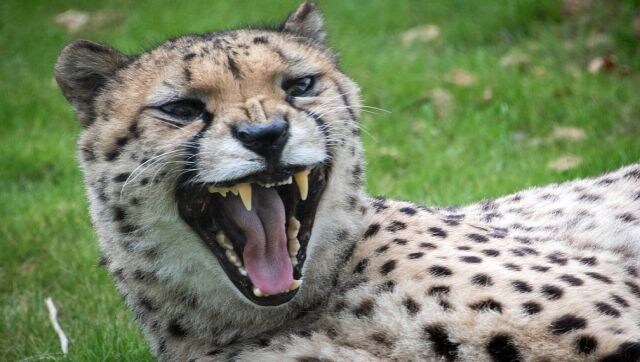 From extinction to reintroduction: A brief history of India’s tryst with the cheetah From extinction to reintroduction: A brief history of India’s tryst with the cheetah
