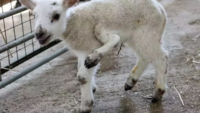 Lamb born with 5 legs in UK becomes 'one in a million' birth, see viral pictures here Lamb born with 5 legs in UK becomes 'one in a million' birth, see viral pictures here
