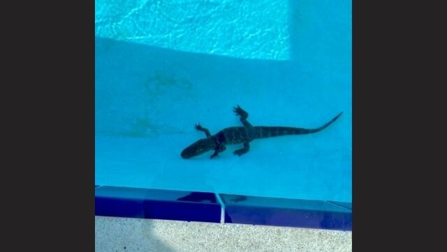 US: Alligator spotted inside school's swimming pool; internet reacts on 'new addition to swim team' US: Alligator spotted inside school's swimming pool; internet reacts on 'new addition to swim team'