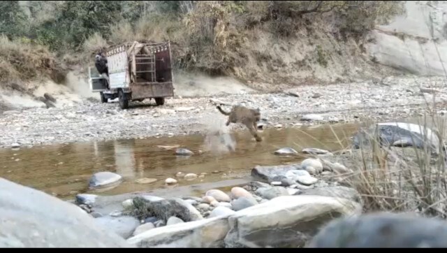 Leopard runs to freedom after being released in the wild, watch video Leopard runs to freedom after being released in the wild, watch video