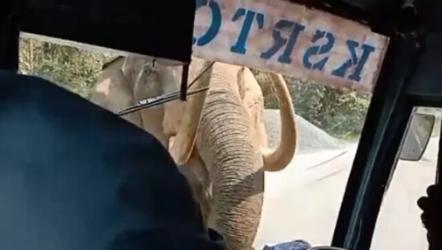 Watch | Wild elephant gets too close to bus, cracks windshield; Twitter lauds driver's calmness Watch | Wild elephant gets too close to bus, cracks windshield; Twitter lauds driver's calmness