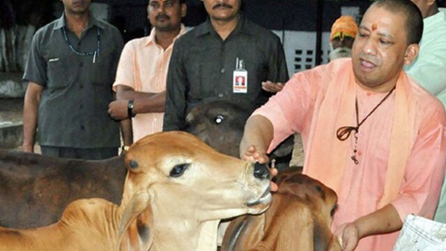 Explained: What is the Uttar Pradesh government's plan for stray cattle? Explained: What is the Uttar Pradesh government's plan for stray cattle?
