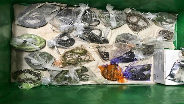 A Risky Game: How a man smuggled snakes and lizards into the US A Risky Game: How a man smuggled snakes and lizards into the US