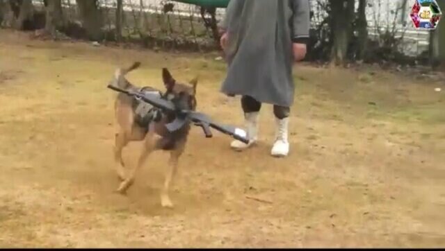 Army assault dog Axel awarded Mention-in-Despatches on I-Day
