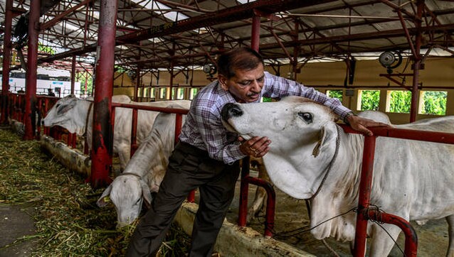 As India faces climate change, dairy titan studies how to keep milk flowing As India faces climate change, dairy titan studies how to keep milk flowing